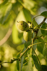 Unreife Walnussfrucht am Baum