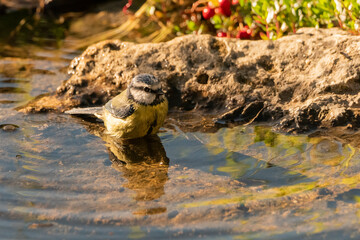 herrerillo común (Cyanistes caeruleus) bañándose en la charca del bosque 