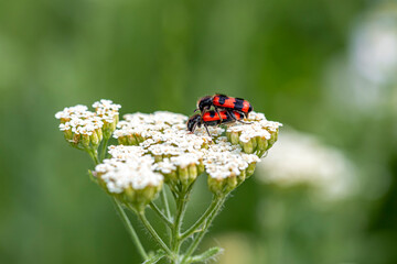 Firebugs at the yarrow flower herb - reproduction macro photo.