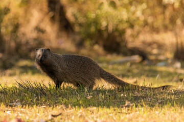 meloncillo mangosta euroasiática en el claro del bosque (Herpestes ichneumon) Ronda  Málaga Andalucía España