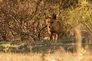  zorro común o zorro rojo entre la maleza del bosque mediterráneo (Vulpes vulpes)