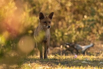  zorro común o zorro rojo ocultándose el el matorral mediterráneo (Vulpes vulpes)
