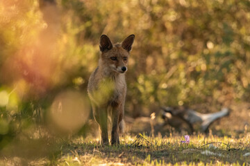  zorro común o zorro rojo escondido tras el matorral (Vulpes vulpes)