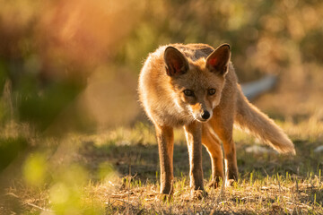  zorro común o zorro rojo mirando de frente oculto ente la maleza (Vulpes vulpes)