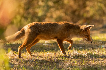  zorro común o zorro rojo olfateando una presa (Vulpes vulpes) Ronda Málaga Andalucía España