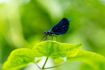 Fototapeta na wymiar Close-up of a black dragonfly sitting on a leaf in the sunlight.