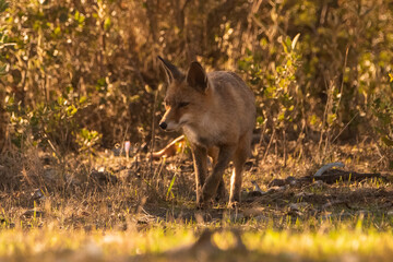  zorro común o zorro rojo en el bosque mediterráneo (Vulpes vulpes) Ronda Málaga Andalucía España