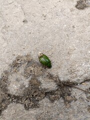 green bug on the ground