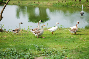 Group duck in the park