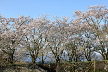 城後の桜