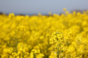 菜の花畑
