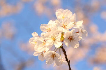 Fototapeta premium 桜のクローズアップ