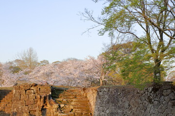 お城跡の桜