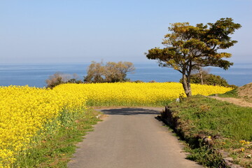 海と菜の花畑