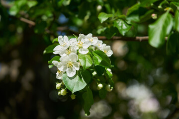 Fototapeta premium Blooming fruit trees in spring on a sunny day