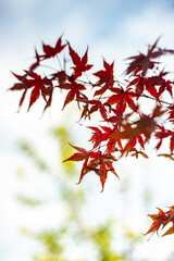 Japanese autumnal garden