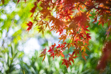Japanese autumnal garden