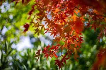 Japanese autumnal garden