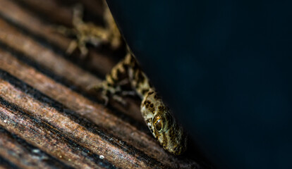 Lettle lizard reptile
