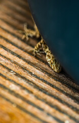 Lettle lizard reptile