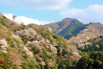 Fototapeta na wymiar 満開の山桜