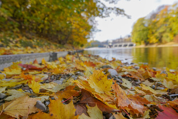 River Isar with colorful trees and leaves in autumn macro