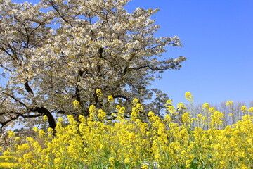 山桜と菜の花