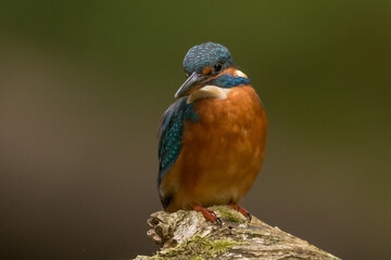 Eisvogel