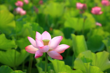 Obraz premium 蓮の花