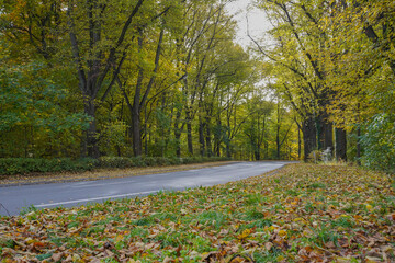 Street in fall with trees, colorful leaves and sunlight