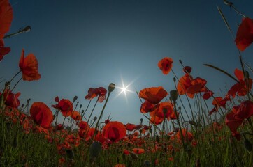 POPPIES AND  SUN