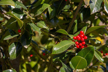 Red holly berries. Selective focus. Copy space.
