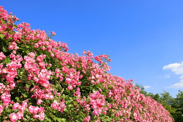 Obraz premium バラの花