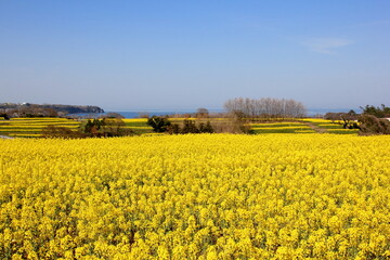 Obraz premium 満開の菜の花畑