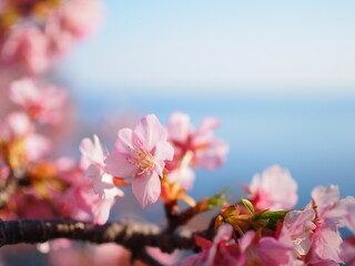 海辺に咲く満開の河津桜