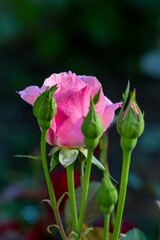 Pink Rose bud at dawn. Drops of dew on a rose bud. Selective Focus.