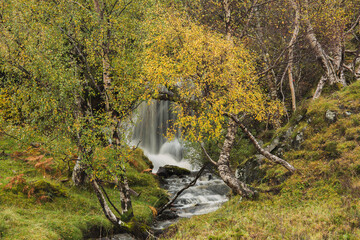 A small waterfall between autumn birches.