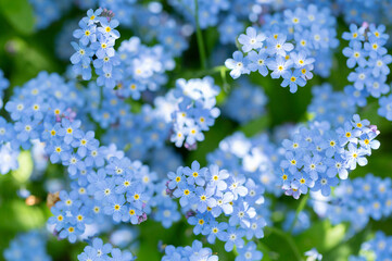 Forget-me-not flowers in a garden, top view