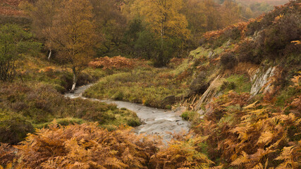 An autumn stream between birches and ferns. - obrazy, fototapety, plakaty