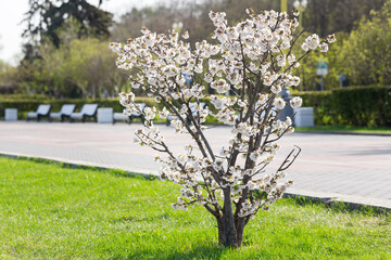 Blooming cherry tree in a park