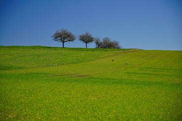 Ackerfläche mit baumbestandenem Hügel und Rabenkrähen, Saarland