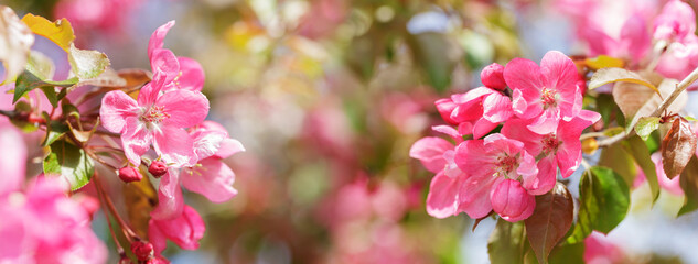 Fototapeta premium Blooming apple tree in the spring garden. Close up of pink flowers on a tree