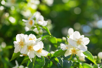 Obraz premium jasmine flowers in a garden