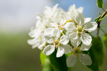 Obraz na płótnie Canvas Blooming pear tree. White flowers on a pear tree