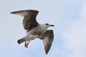 A seagull flying