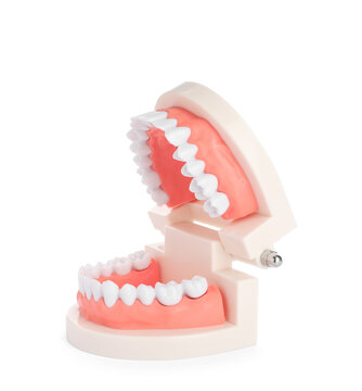 Educational dental typodont model isolated on white