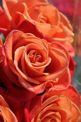 Bright orange rain full bloom.