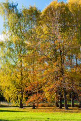 Fototapeta premium ニュージーランド オタゴ地方のクイーンズタウン近郊の湖、レイク・ヘイズの風景と紅葉