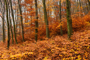 painting like beech tree autumn forest