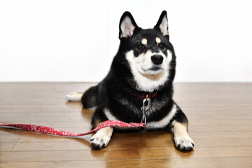 床に座る柴犬